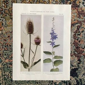 🖤5/$25 Antique Botanical Plant Print Original